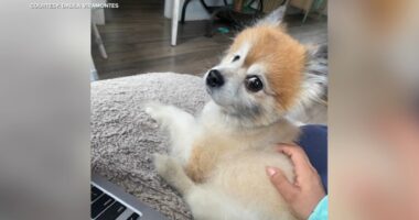 Missing dog, Pomeranian named Wally, found dead inside car stolen from Berwyn, Illinois home: police