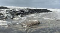 Old whale carcass washes up in massive swells caused by Alfred