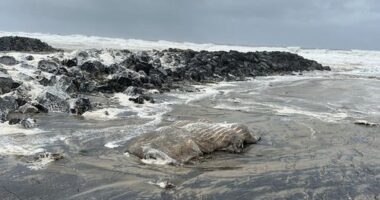 Old whale carcass washes up in massive swells caused by Alfred