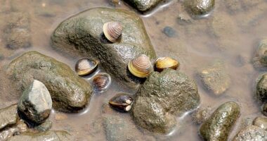 The freshwater gold clam - a species first recorded in Australia in February 2024 - has now been detected in multiple locations across Brisbane's river systems