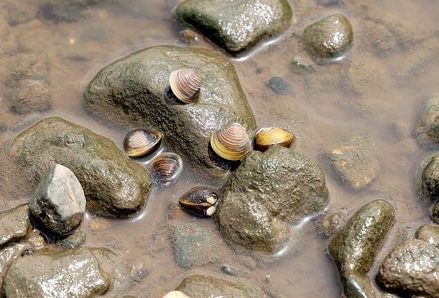 The freshwater gold clam - a species first recorded in Australia in February 2024 - has now been detected in multiple locations across Brisbane's river systems