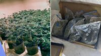 Police seize £850,000 of cannabis from illegal factories across Britain in weekend raids