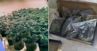 Police seize £850,000 of cannabis from illegal factories across Britain in weekend raids