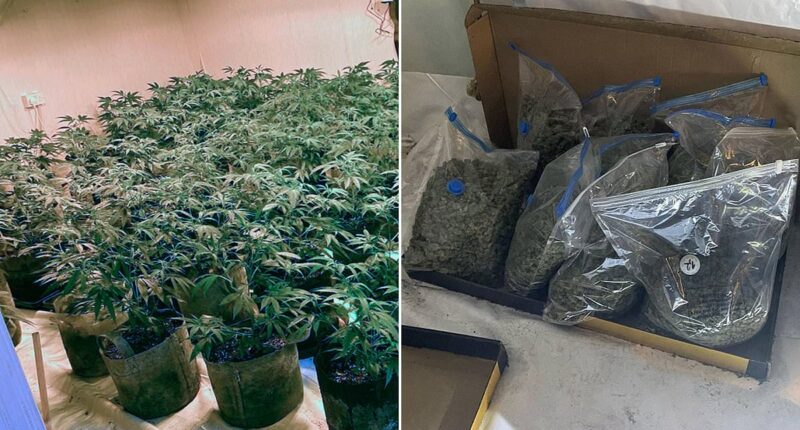 Police seize £850,000 of cannabis from illegal factories across Britain in weekend raids