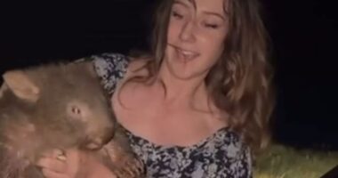 Shock moment hunting influencer Sam Jones grabs baby wombat off distraught mother who gives chase for sick Insta stunt