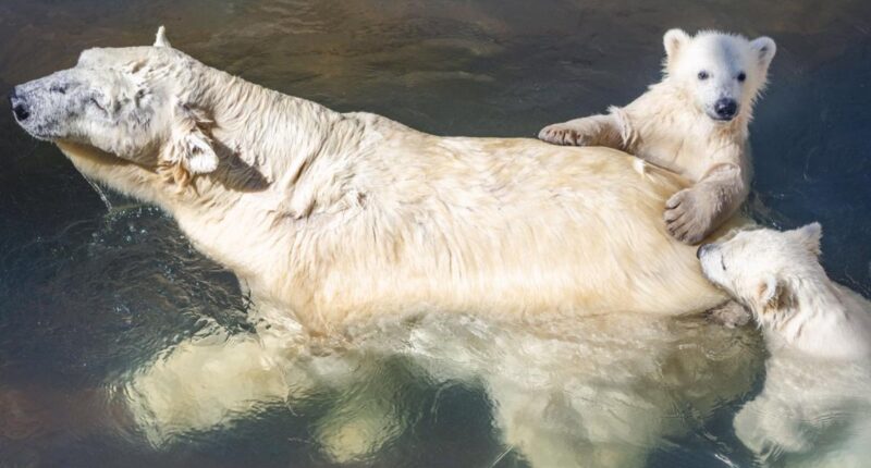 St. Louis' Kali moves to Toledo in vital polar bear conservation effort