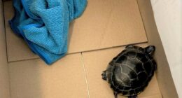 TSA finds man with a live turtle concealed in his pants at a New Jersey airport