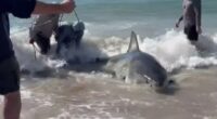 Terrifying moment 7 fishermen wrestle giant 13ft 1,800lb great white shark after accidentally hooking beast off beach