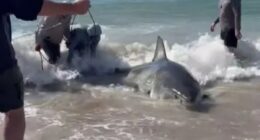 Terrifying moment 7 fishermen wrestle giant 13ft 1,800lb great white shark after accidentally hooking beast off beach