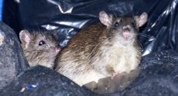 The city overrun by rats where rodents the size of cats lurk in bins, swarms take over train stations... and the Labour council which has started charging people a 'rat tax' to get rid of them