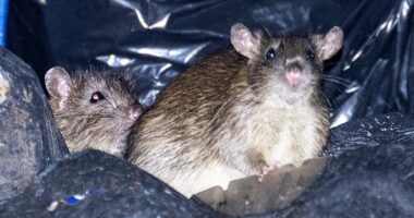 The city overrun by rats where rodents the size of cats lurk in bins, swarms take over train stations... and the Labour council which has started charging people a 'rat tax' to get rid of them