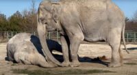 Tragic moment grief-stricken elephant Magda tries to wake her dead friend of 25yrs up in extraordinary show of emotion