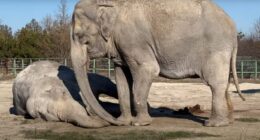 Tragic moment grief-stricken elephant Magda tries to wake her dead friend of 25yrs up in extraordinary show of emotion