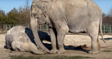 Tragic moment grief-stricken elephant Magda tries to wake her dead friend of 25yrs up in extraordinary show of emotion