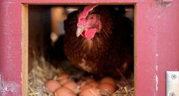 Vaccinating poultry could help cut soaring egg prices but US remains hesitant