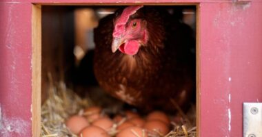 Vaccinating poultry could help cut soaring egg prices but US remains hesitant