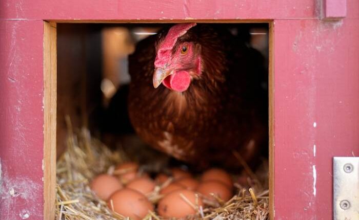 Vaccinating poultry could help cut soaring egg prices but US remains hesitant