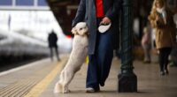 WFH culture gives dogs separation anxiety: One in nine dog owners return to work with their pets after pooches become dependent on them while they worked from home