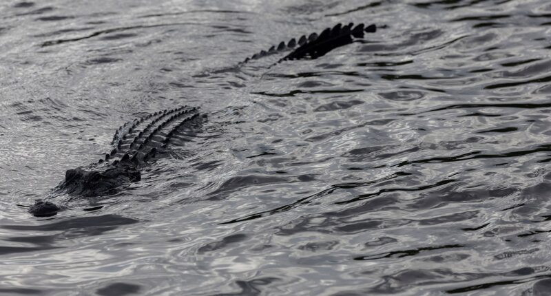 Woman's kayaking adventure takes terrifying turn when predator attacks: 911 call