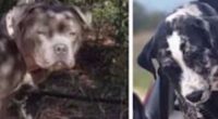 Florida Senate passes ‘Pam Rock Act’ to strengthen dangerous dog laws