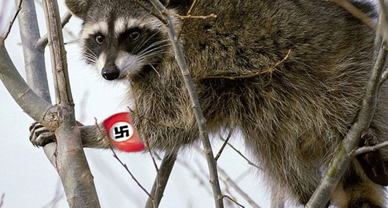 German city surrenders to Nazi raccoon hordes as officials say explosion of pests from Hitler’s henchman is unstoppable