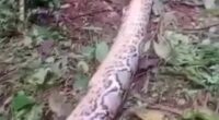 Gran, 55, found dead with head in the jaws of 23ft long python after she vanished while working in her garden