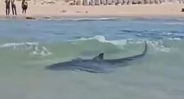 Harrowing moment swimmer is mauled by shark in front of screaming crowd in Israel as police search sea for missing diver
