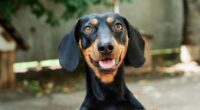 Lost for 529 days: How Valerie the dachshund was rescued on an Australian island