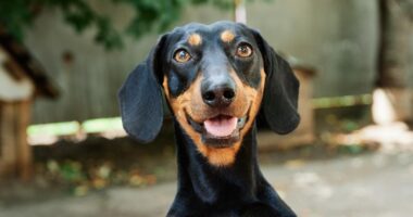 Lost for 529 days: How Valerie the dachshund was rescued on an Australian island