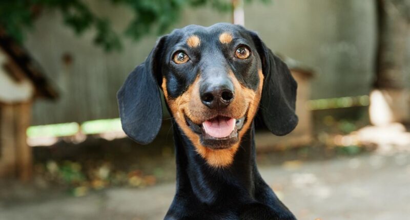 Lost for 529 days: How Valerie the dachshund was rescued on an Australian island