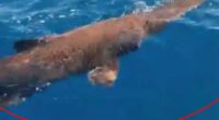 Mysterious ‘alien’ shark only seen in ocean depths found prowling off coast of hols hotspot Gran Canaria by fishermen