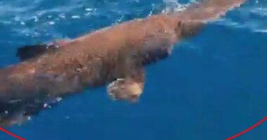 Mysterious ‘alien’ shark only seen in ocean depths found prowling off coast of hols hotspot Gran Canaria by fishermen