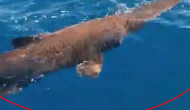 Mysterious ‘alien’ shark only seen in ocean depths found prowling off coast of hols hotspot Gran Canaria by fishermen