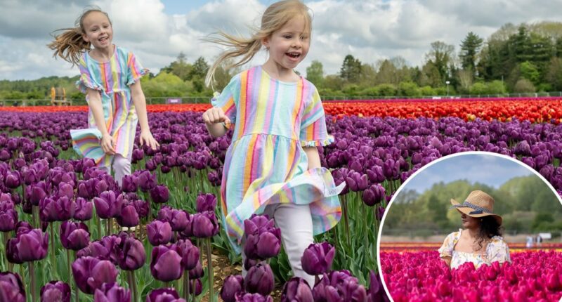 Nine million tulips bloom near King Charles’ Sandringham Estate — see the incredible pics