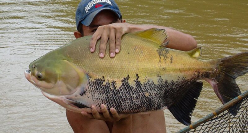 Popular beachside resort forced to SHUT DOWN after 94 attacks by massive piranha-like fish with terrifying ‘human teeth’