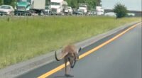 Runaway kangaroo shuts down Alabama interstate highway