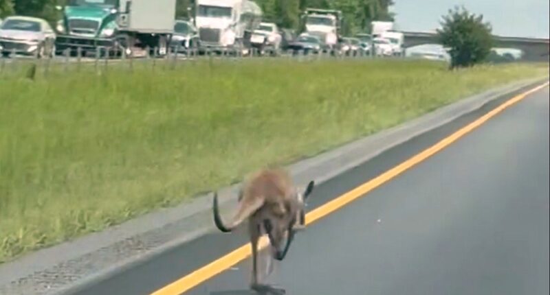 Runaway kangaroo shuts down Alabama interstate highway