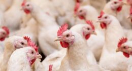Bird flu has killed millions of chickens across the US.