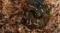 A rare New Zealand snail is filmed for the first time laying an egg from its neck