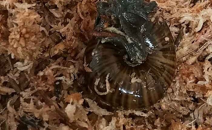 A rare New Zealand snail is filmed for the first time laying an egg from its neck