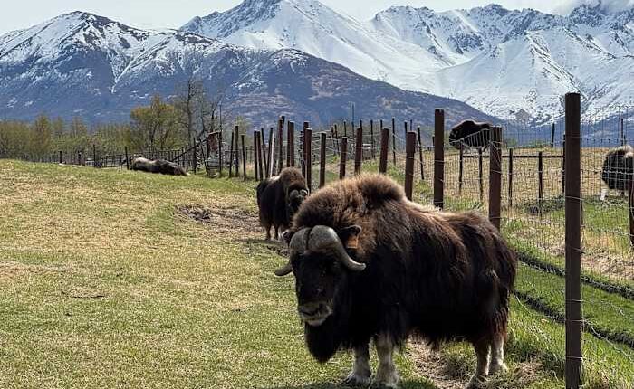 An Alaska Mother's Day tradition: Mingling with ice age survivors on a farm