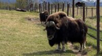 An Alaska Mother's Day tradition: Mingling with ice age survivors on a farm