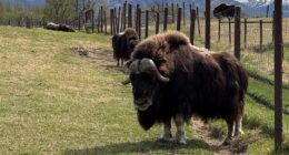 An Alaska Mother's Day tradition: Mingling with ice age survivors on a farm