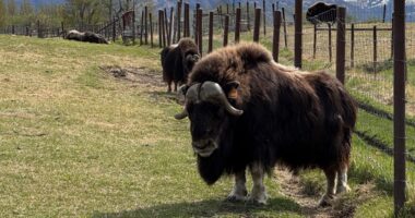 An Alaska Mother's Day tradition: Mingling with ice age survivors on a farm
