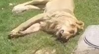 Animal lover, 50, mauled to death & eaten by his own PET LION just days after buying beast to keep in his garden