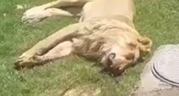 Animal lover, 50, mauled to death & eaten by his own PET LION just days after buying beast to keep in his garden