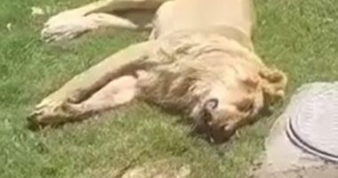 Animal lover, 50, mauled to death & eaten by his own PET LION just days after buying beast to keep in his garden