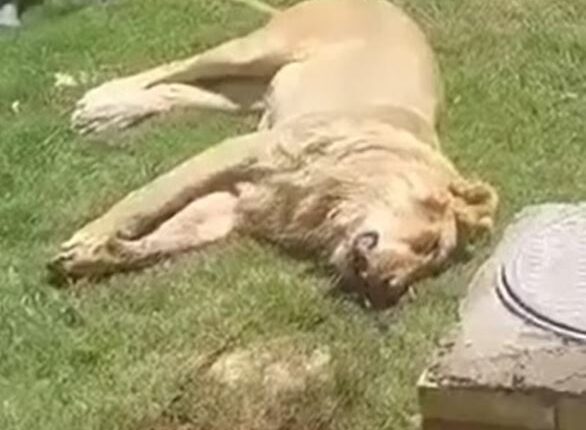 Animal lover, 50, mauled to death & eaten by his own PET LION just days after buying beast to keep in his garden