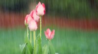 April showers bring May flowers, and we certainly had a lot of showers this past month