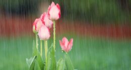 April showers bring May flowers, and we certainly had a lot of showers this past month